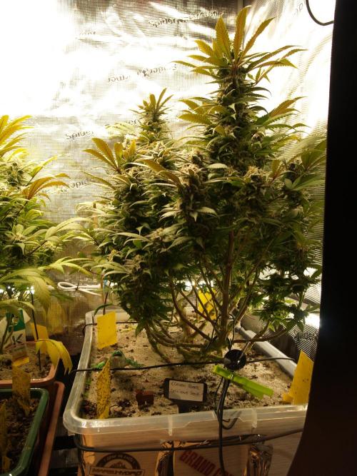 Eleven Roses. Week 20 - Tag 145