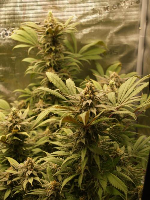 Eleven Roses. Week 20 - Tag 145