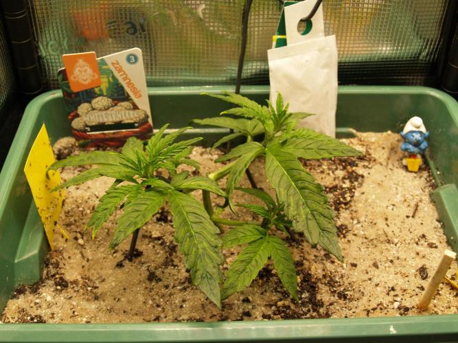 White Truffle Indoor 2025. Week 3 - Tag 24