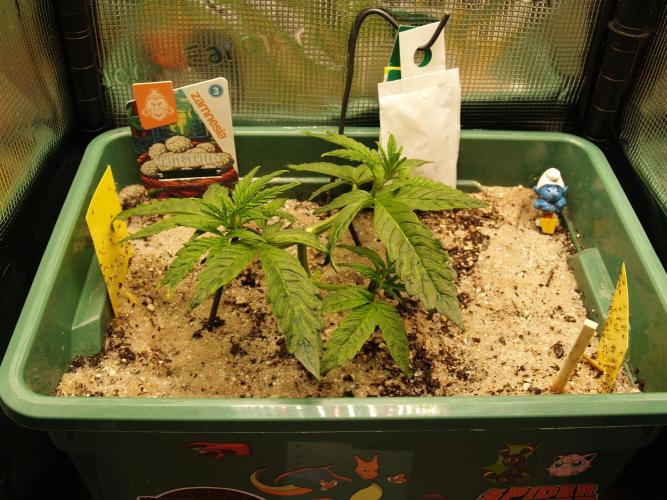 White Truffle Indoor 2025. Week 3 - Tag 24