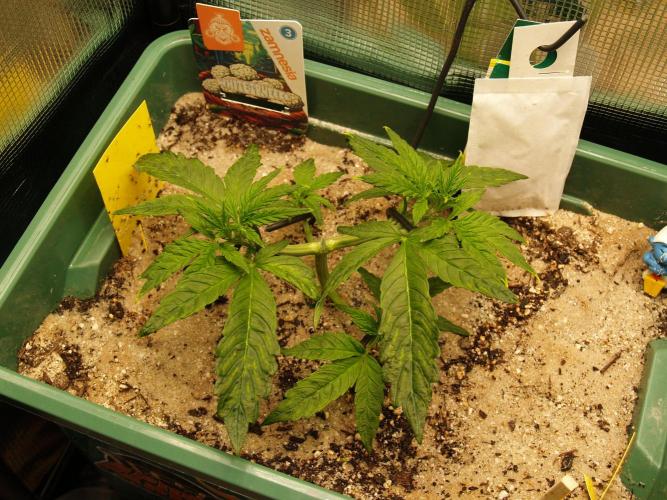 White Truffle Indoor 2025. Week 3 - Tag 24