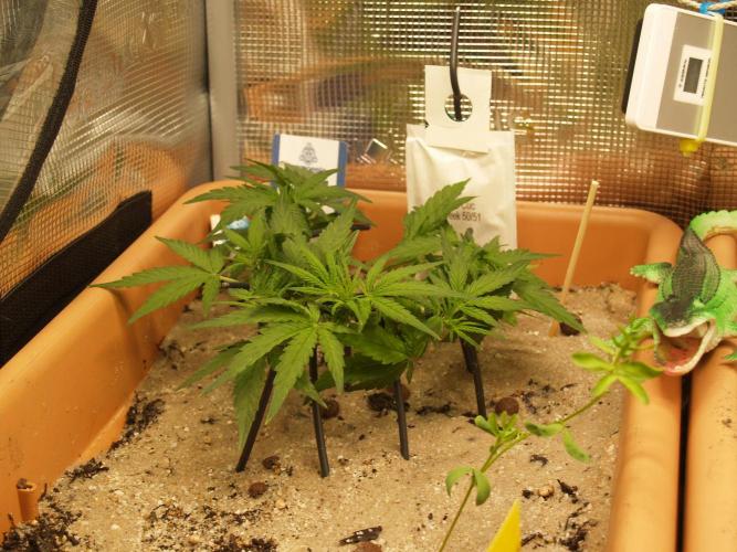 Godfeather OG F1 #3. Week 4 - Tag 31