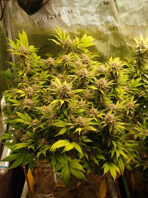 White Rhino From Zamnesia zweite Runde. Week 17 - Tag 117