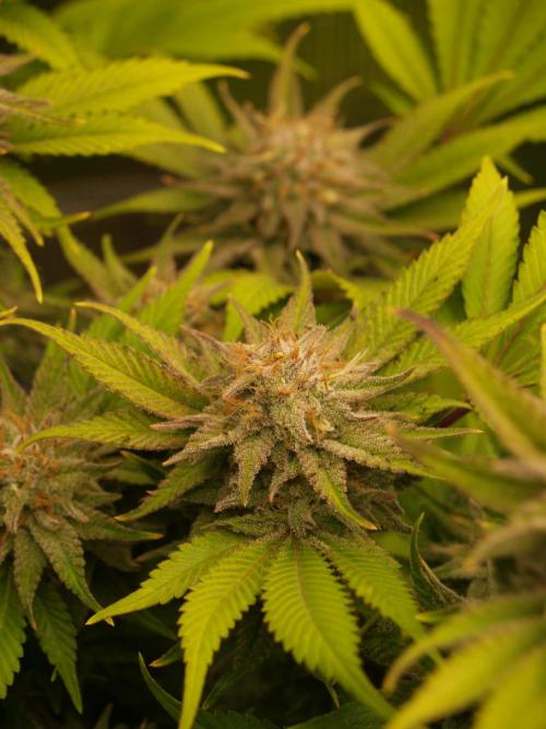 White Rhino From Zamnesia zweite Runde. Week 17 - Tag 117