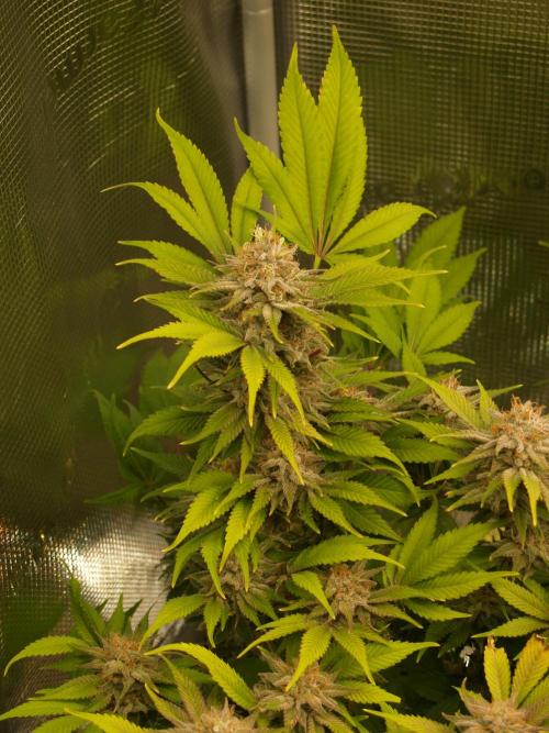 White Rhino From Zamnesia zweite Runde. Week 17 - Tag 117