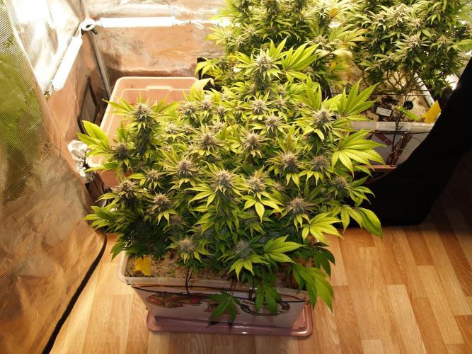 White Rhino From Zamnesia zweite Runde. Week 17 - Tag 117