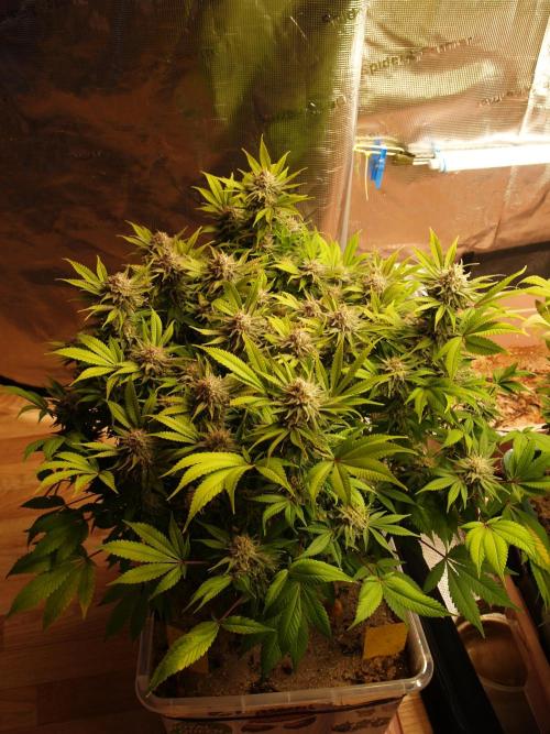 White Rhino From Zamnesia zweite Runde. Week 17 - Tag 117