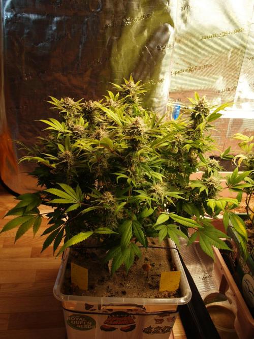 White Rhino From Zamnesia zweite Runde. Week 17 - Tag 117