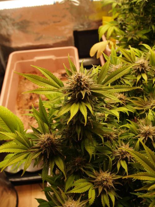 White Rhino From Zamnesia zweite Runde. Week 17 - Tag 117