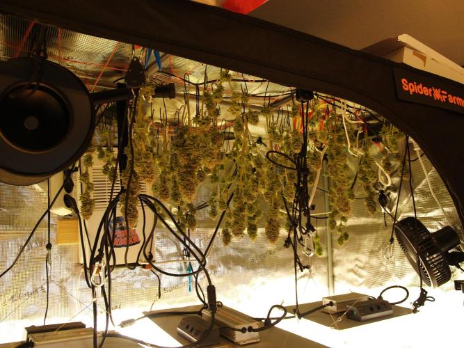 White Rhino From Zamnesia zweite Runde. Week 17 - Tag 117