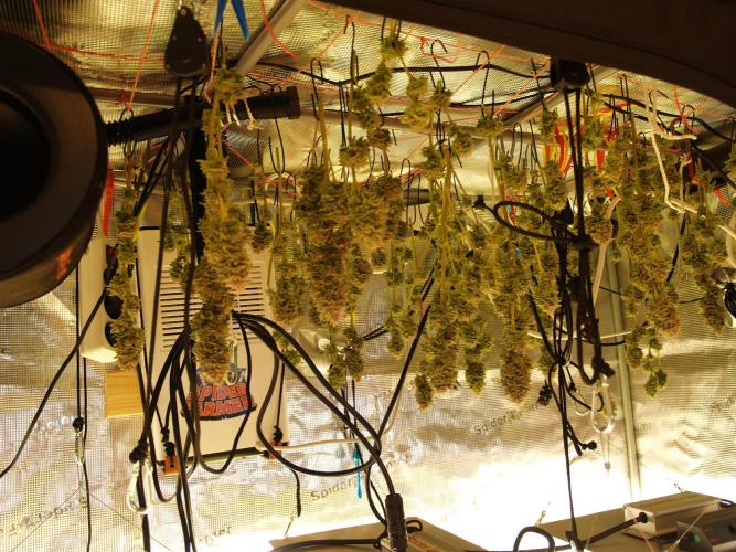 White Rhino From Zamnesia zweite Runde. Week 17 - Tag 117