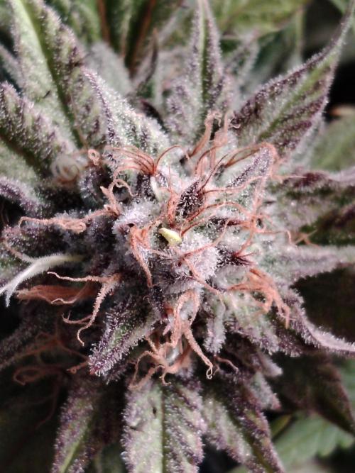 White Rhino From Zamnesia zweite Runde. Week 17 - Tag 117 Die Banane :(