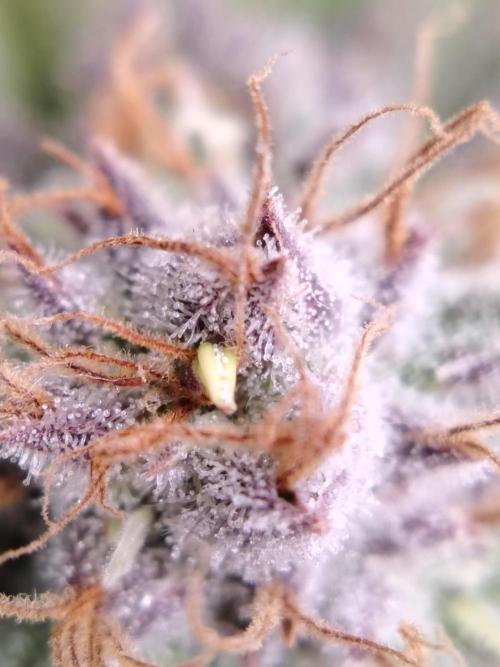 White Rhino From Zamnesia zweite Runde. Week 17 - Tag 117 Die Banane :(