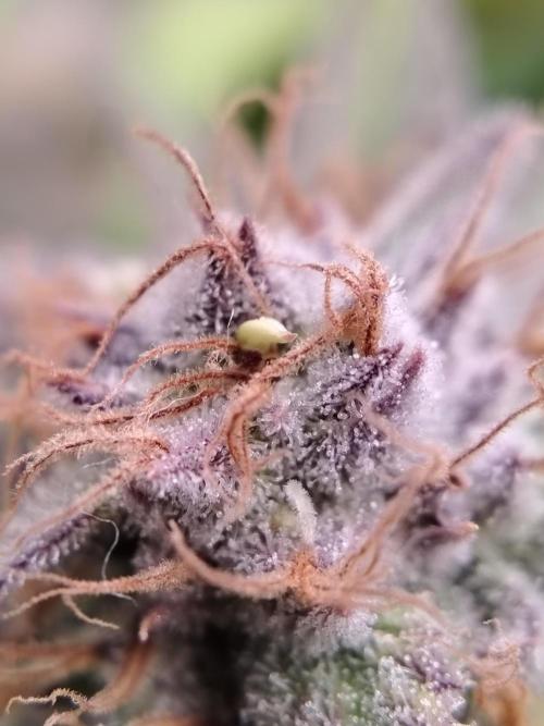 White Rhino From Zamnesia zweite Runde. Week 17 - Tag 117 Die Banane :(