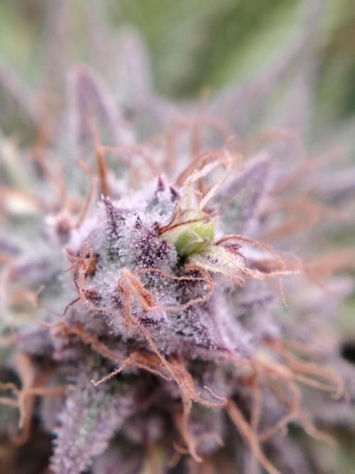 White Rhino From Zamnesia zweite Runde. Week 17 - Tag 117 Auch leider eine männliche Blüte 