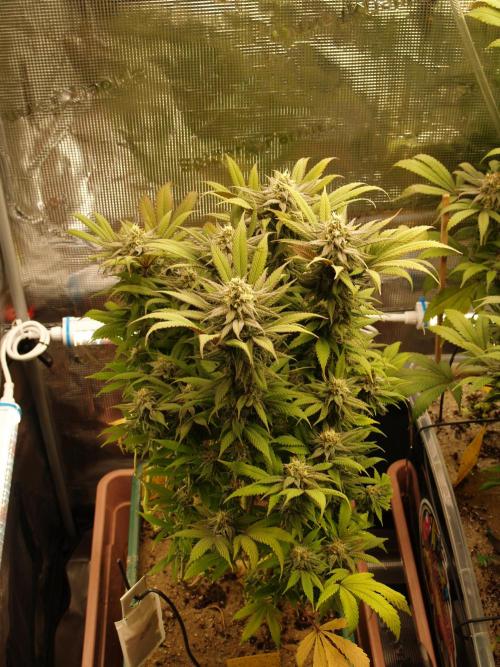 Eleven Roses Klon zur Blüte. Week 18 - Tag 126