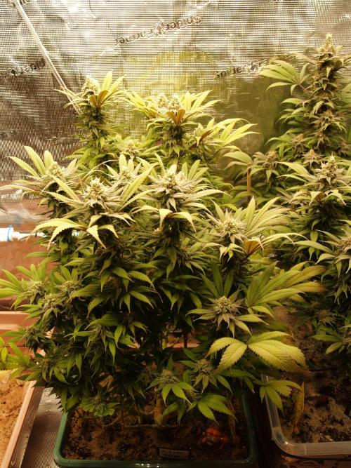 Eleven Roses Klon zur Blüte. Week 18 - Tag 126