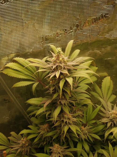 Eleven Roses. Week 20 - Tag 147