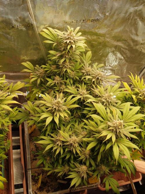 Eleven Roses. Week 20 - Tag 147