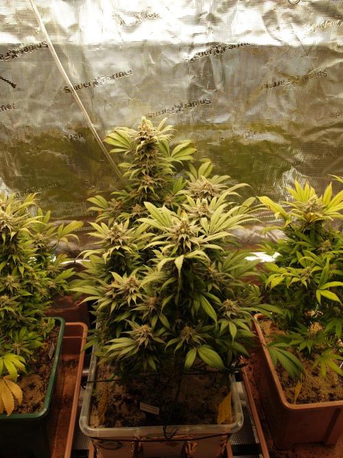 Eleven Roses. Week 20 - Tag 147