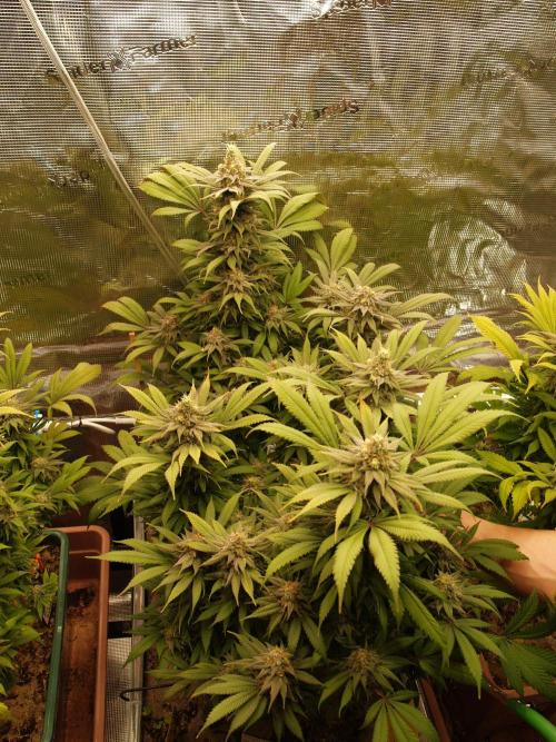 Eleven Roses. Week 20 - Tag 147