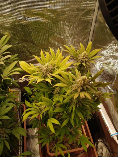 Eleven Roses Klon zur Blüte 2. Week 18 - Tag 127