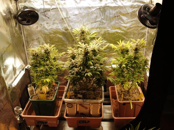 Eleven Roses Klon zur Blüte 2. Week 18 - Tag 127