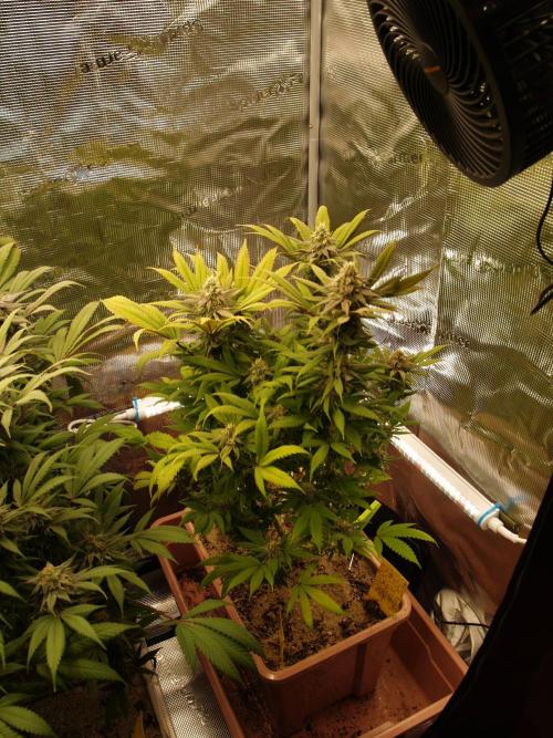 Eleven Roses Klon zur Blüte 2. Week 18 - Tag 127