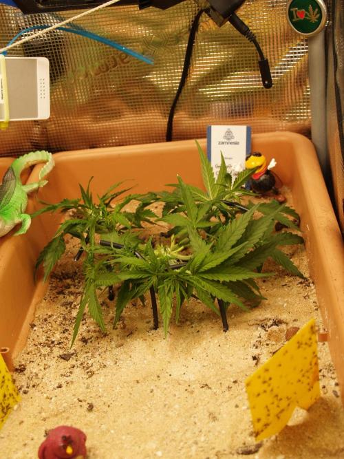 Godfeather OG F1 #1. Week 4 - Tag 32