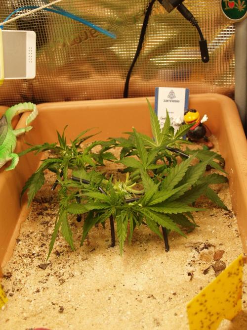 Godfeather OG F1 #1. Week 4 - Tag 32