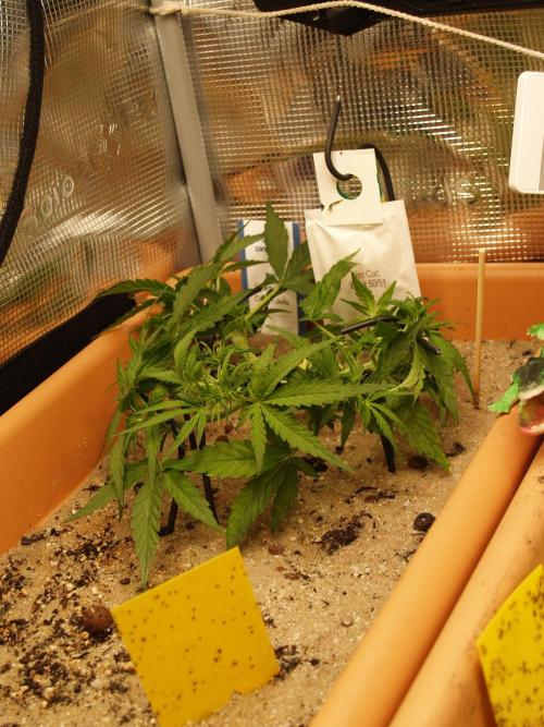 Godfeather OG F1 #3. Week 4 - Tag 33