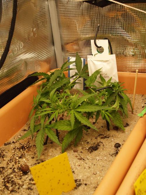 Godfeather OG F1 #3. Week 4 - Tag 33