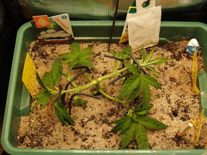 White Truffle Indoor 2025. Week 3 - Tag 26