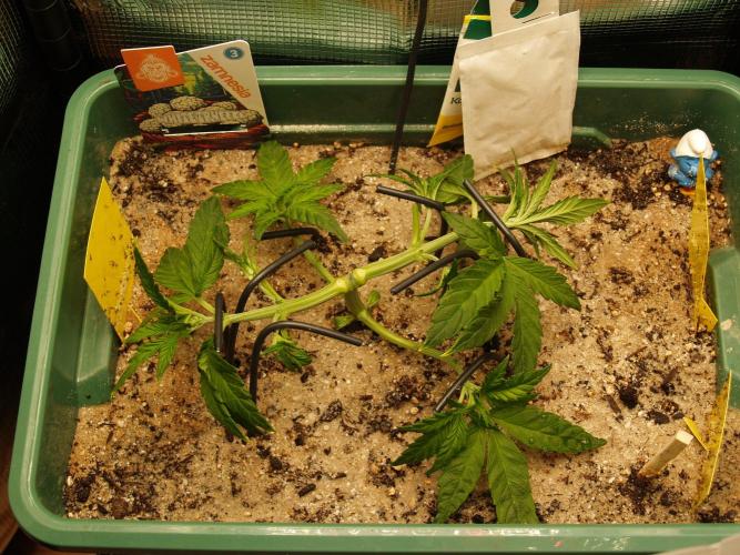 White Truffle Indoor 2025. Week 3 - Tag 26