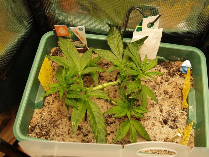 White Truffle Indoor 2025. Week 3 - Tag 26