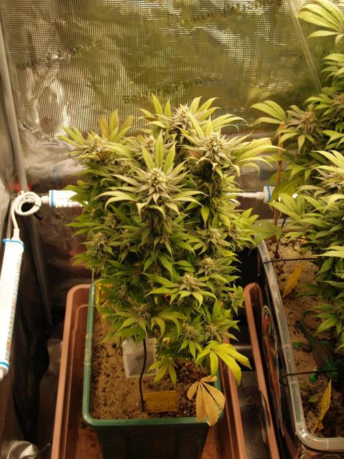 Eleven Roses Klon zur Blüte. Week 19 - Tag 128