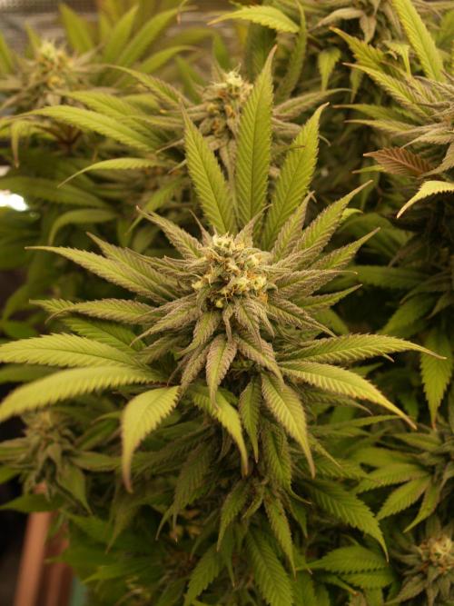 Eleven Roses Klon zur Blüte. Week 19 - Tag 128