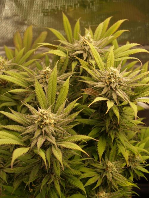 Eleven Roses Klon zur Blüte. Week 19 - Tag 128