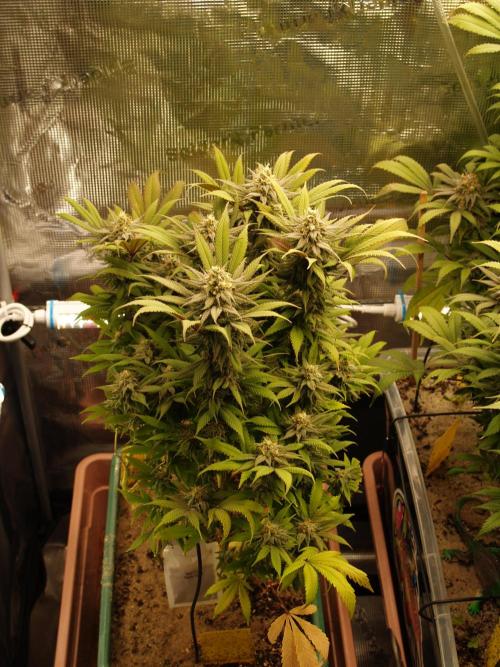 Eleven Roses Klon zur Blüte. Week 19 - Tag 128