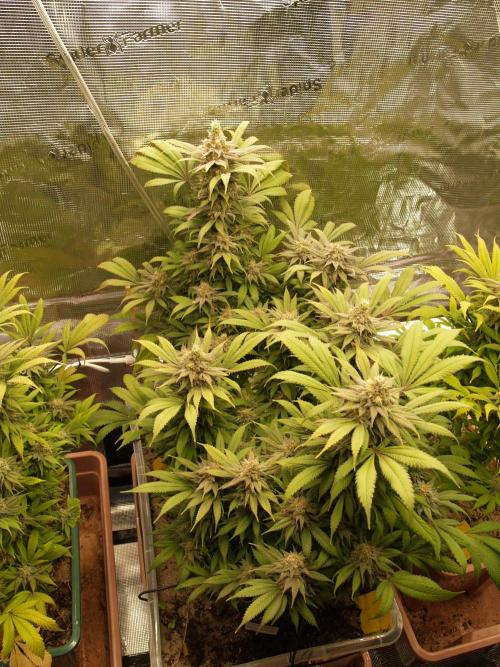 Eleven Roses. Week 21 - Tag 149