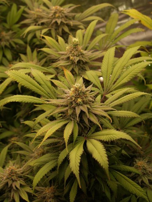 Eleven Roses. Week 21 - Tag 149