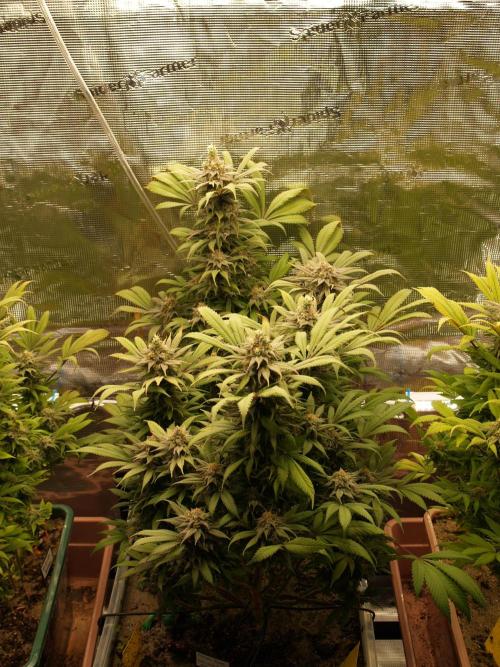 Eleven Roses. Week 21 - Tag 149