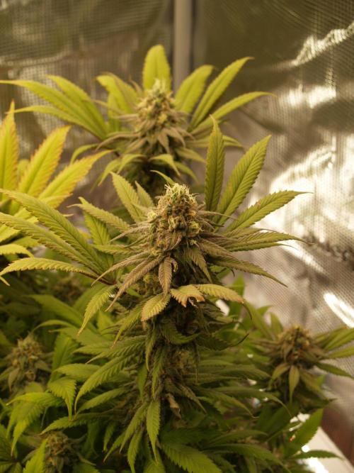 Eleven Roses Klon zur Blüte 2. Week 19 - Tag 128