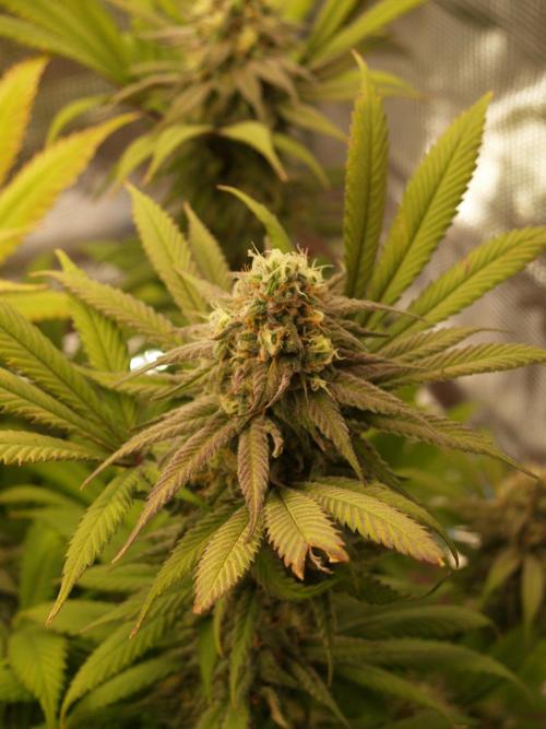 Eleven Roses Klon zur Blüte 2. Week 19 - Tag 128