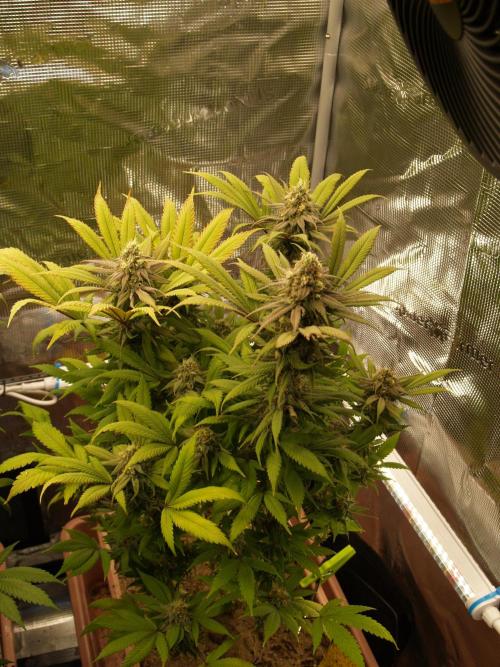 Eleven Roses Klon zur Blüte 2. Week 19 - Tag 128