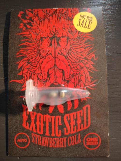 Strawberry Cola Auto Winter Grow 2026. Week 0