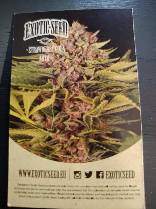 Strawberry Cola Auto Winter Grow 2026. Week 0