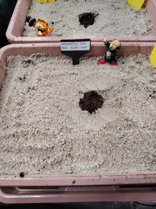 Strawberry Cola Auto Winter Grow 2026. Week 0