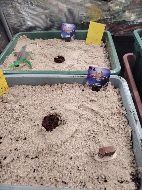 Eternity Cup 2026 Sticky Broccoli Auto. Week 0 - Sticky Broccoli #1