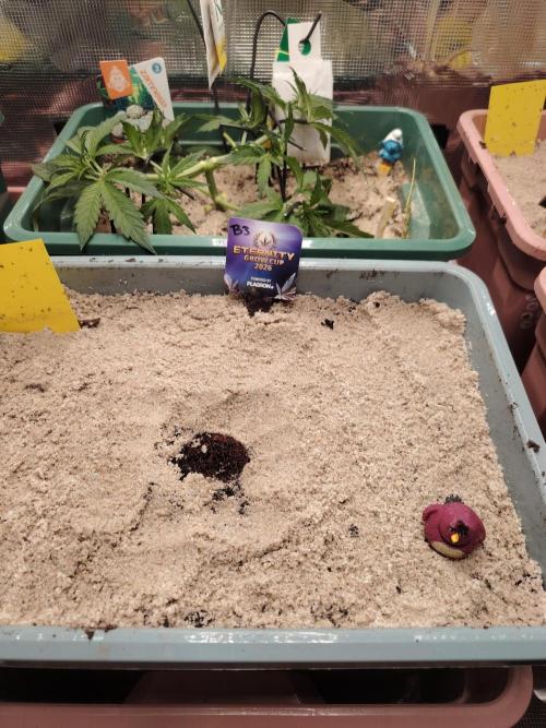 Eternity Cup 2026 Sticky Broccoli Auto. Week 0 - Sticky Broccoli #3